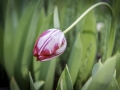 Tulipes