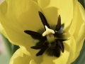 Tulipes