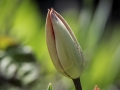 Tulipes