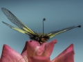 Ascalaphe/Insectes