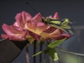 Ascalaphe/Insectes