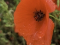 Coquelicot