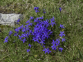 Gentiane de printemps/Mercantour