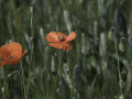 Coquelicot
