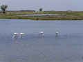 Flamans roses