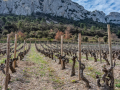 Les dentelles de Montmirail