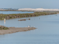 Salins de Giraud