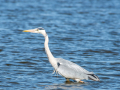 Heron, Marais du Vigueirat