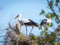 Cigogne/Marais du Vigueirat