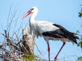 Cigogne/Marais du Vigueirat