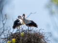 Cigogne/Marais du Vigueirat