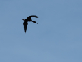 Ibis Falcinelle/Marais du Vigueirat