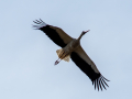 Cigogne/Marais du Vigueirat