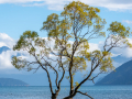 Nouvelle Zélande/Wanaka