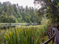 Lake Matheson/Nouvelle Zélande