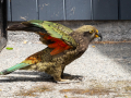 Kaka/Nouvelle Zélande