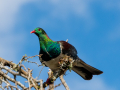 Kereru, Nouvelle Zélande