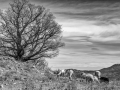 DSC_0987-Modifier.jpg