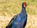 Nouvelle Zélande/Roturoa