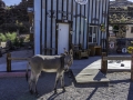 Oatman/ Route 66