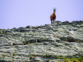 Chamois/Mercantour