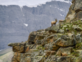 Bouquetin/Mercantour