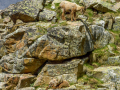 Bouquetin/Mercantour