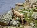 Bouquetin/Mercantour
