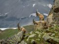 Bouquetin/Mercantour