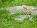 Marmotte/Mercantour