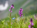 /Mercantour
