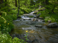Torrent de Sestrière/Mercantour