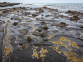 Petrified Forest Curio Bay/Nouvelle Zelande