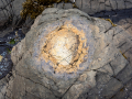 Petrified Forest Curio Bay/Nouvelle Zelande
