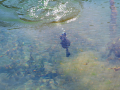 Canard