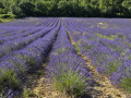 Valensole/Lavande