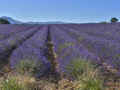 Valensole/Lavande