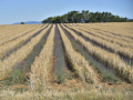 Valensole/Lavande
