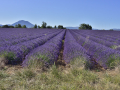 Valensole/Lavande