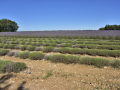 Valensole/Lavande