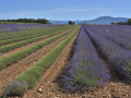 Valensole/Lavande