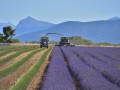 Valensole/Lavande