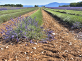 Valensole/Lavande