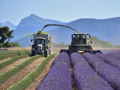 Valensole/Lavande
