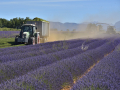 Valensole/Lavande