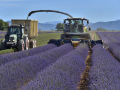 Valensole/Lavande