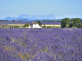 Valensole/Lavande