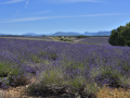Valensole/Lavande