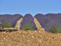 Valensole/Lavande