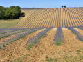 Valensole/Lavande